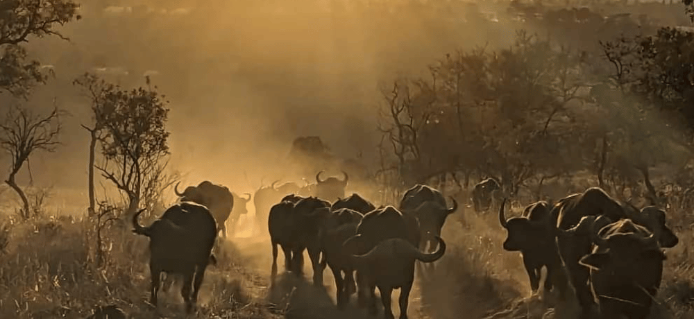 buffalo